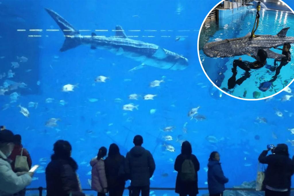 The Aquarium's star whale shark shocks visitors - because it turns out to be a robot